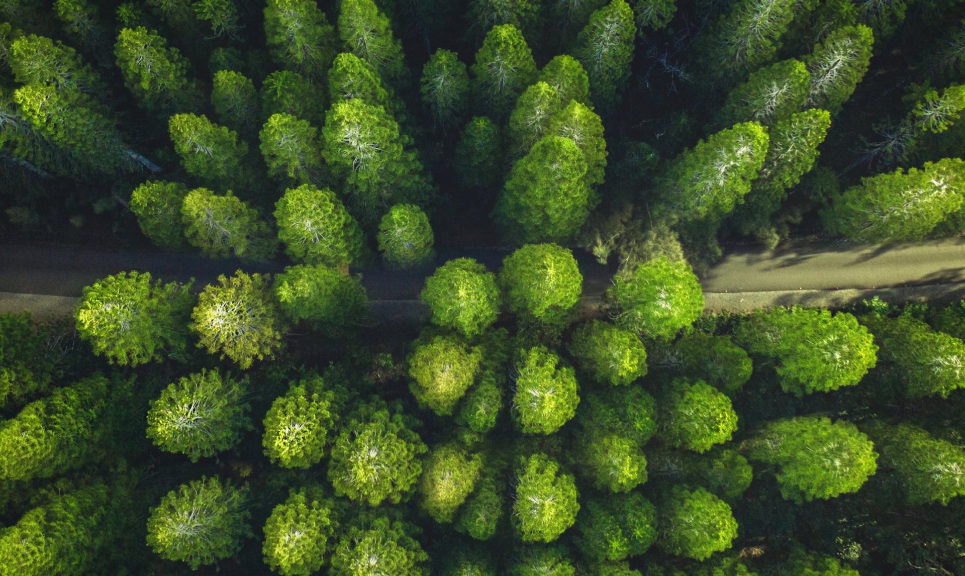 pexels-photo-3573351sss